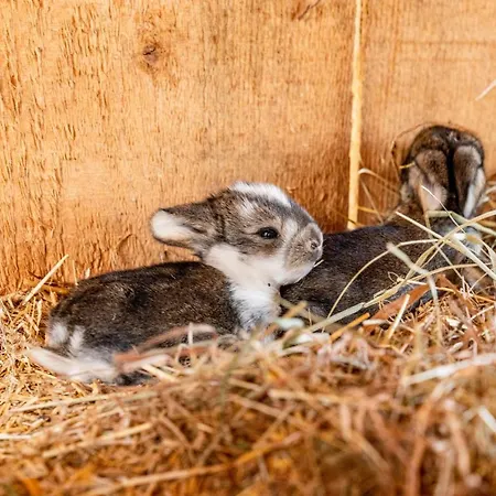 Ξενοδοχείο Sonnschupfer Schladming
