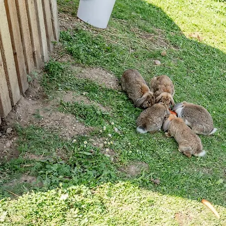 Ξενοδοχείο Sonnschupfer