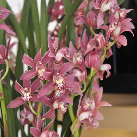 Sonnschupfer Schladming