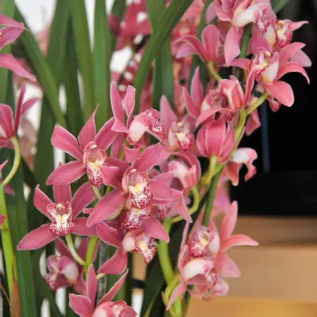 Sonnschupfer Schladming