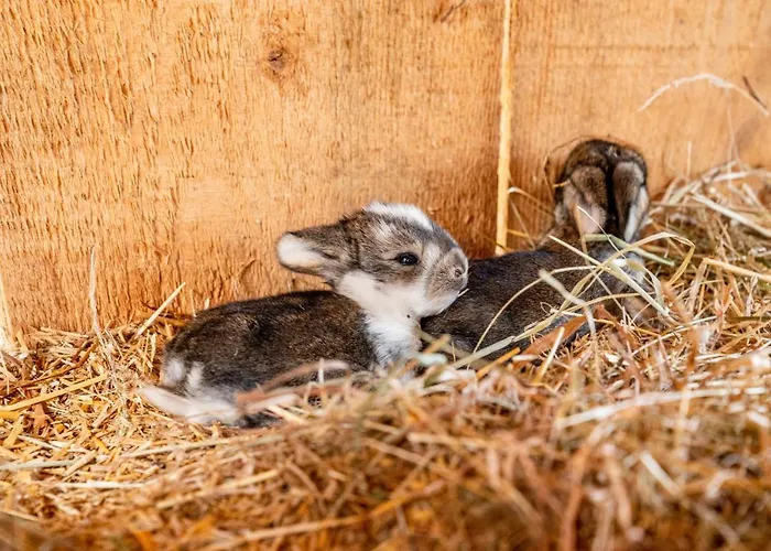 Szálloda Sonnschupfer Schladming