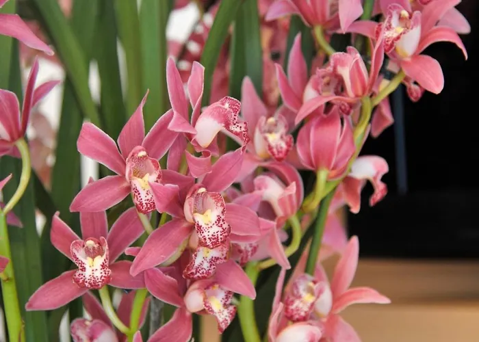 Sonnschupfer Schladming